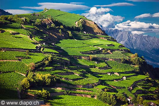 12785 - Photo: Suisse, Valais, vignoble, switzerland, swiss wines - wein, schweiz