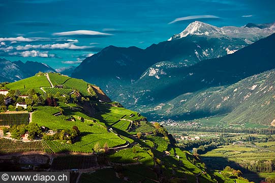 12786 - Photo: Suisse, Valais, vignoble, switzerland, swiss wines - wein, schweiz