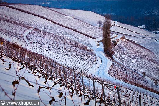 12821 - Photo : Suisse, vignoble de Genve - le coteau de la Donzelle  Dardagny, Geneva, switzerland, swiss wines - wein, schweiz 
