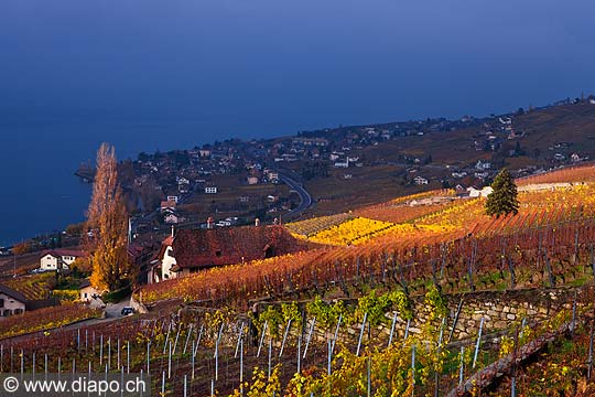 12829 - Photo : Suisse, canton de Vaud, vignoble de Lavaux en terrasses, Epesses et le Lac Lman 