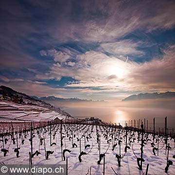 12831 - Photo : Suisse, canton de Vaud, vignoble de Lavaux sous la neige et le Lac Lman 