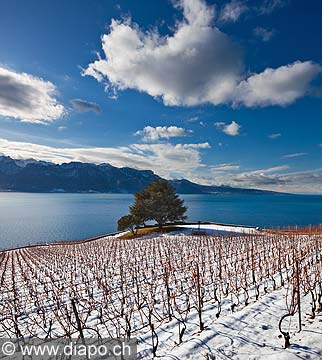 12834 - Photo: Suisse, canton de Vaud, vignoble de Lavaux sous la neige et le Lac Lman - UNESCO
