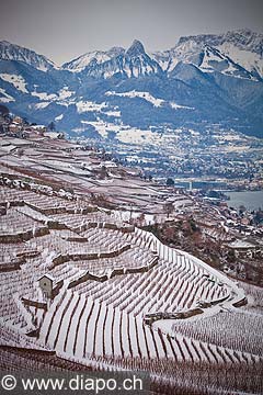 12835 - Suisse, canton de Vaud, vignoble de Lavaux sous la neige et le Lac Lman 