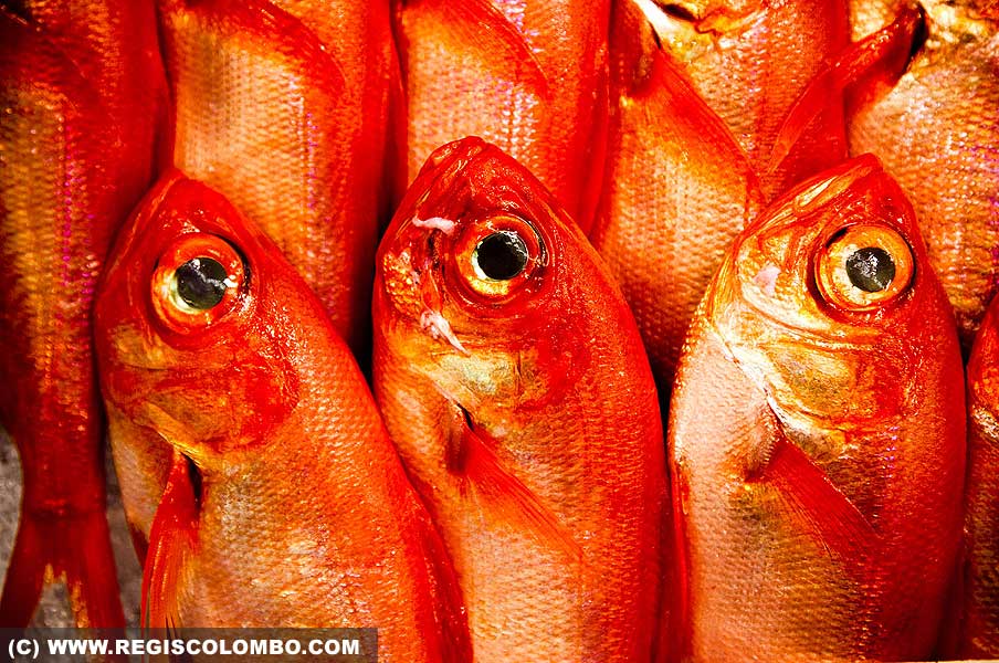 13052 - Poisson rouge