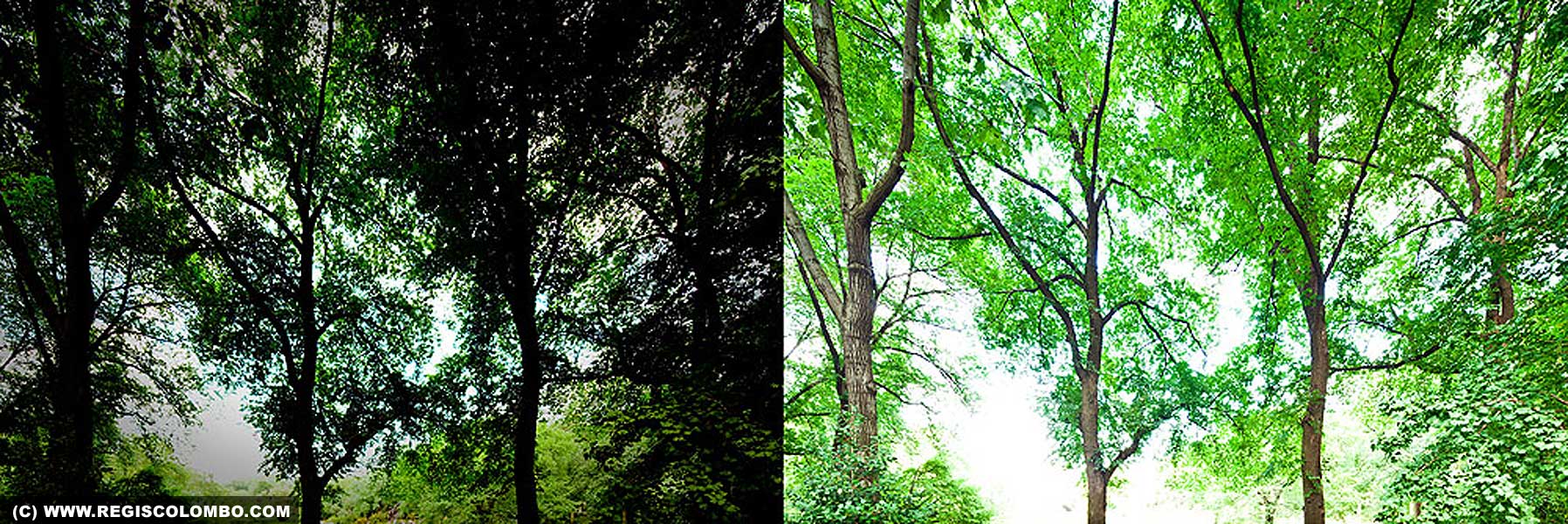 13058 - Central Park