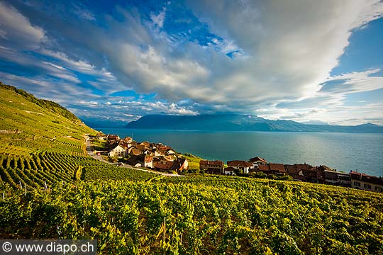 13100 - Photo : Suisse, canton de Vaud, Epesses, vignoble de Lavaux, et le Lac Lman - UNESCO 