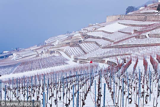 13101 - Photo : Suisse, canton de Vaud, vignoble de Lavaux sous la neige et le Lac Lman 