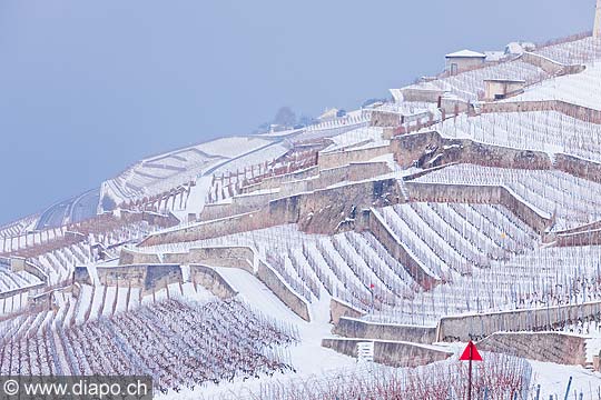 13102 - Photo : Suisse, canton de Vaud, vignoble de Lavaux sous la neige et le Lac Lman 