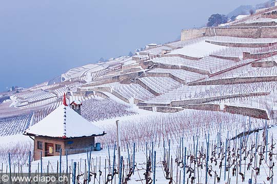 13103 - Photo : Suisse, canton de Vaud, vignoble de Lavaux sous la neige et le Lac Lman 