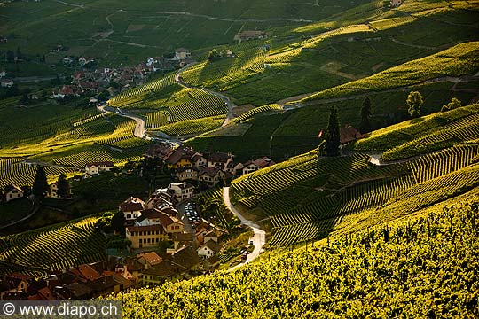 13104 - Photo : Suisse, Epesses et Riex, canton de Vaud, vignoble de Lavaux - UNESCO 
