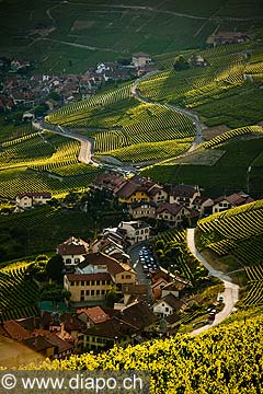 13105 - Photo : Suisse, Epesses et Riex, canton de Vaud, vignoble de Lavaux - UNESCO 