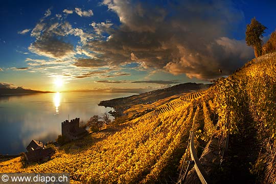 13107 - Photo : Suisse, canton de Vaud, Tour de Marsens, vignoble de Lavaux en terrasses, et le Lac Lman - UNESCO 