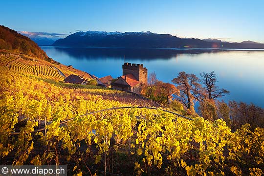 13109 - Photo : Suisse, canton de Vaud, Tour de Marsens, vignoble de Lavaux en terrasses, et le Lac Lman - UNESCO 