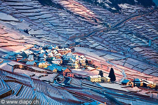 13124 - Suisse, canton de Vaud, vignoble de Lavaux sous la neige et le Lac Lman 