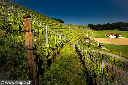 13189 - Photo Vigne Suisse almanique vers Kleinandelfingen zrich
