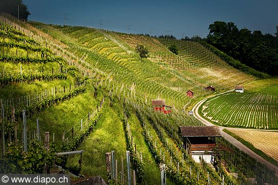 13190 - Photo Vigne Suisse almanique vers Kleinandelfingen zrich
