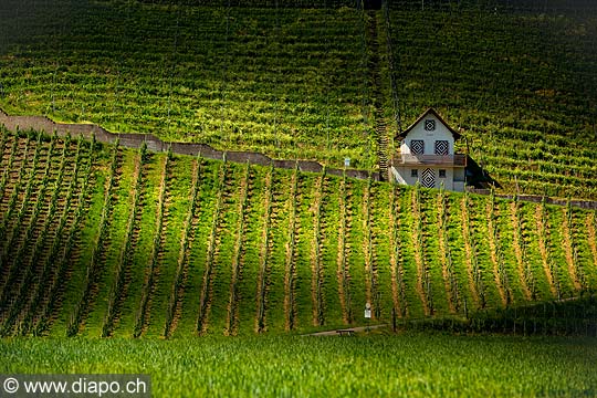 13191 - Photo Vigne Suisse almanique vers Kleinandelfingen zrich