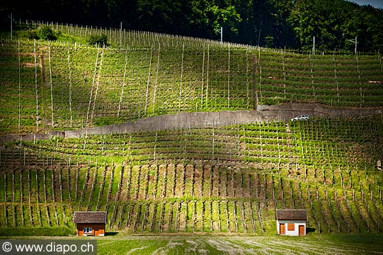 13193 - Photo Vigne Suisse almanique vers Kleinandelfingen zrich