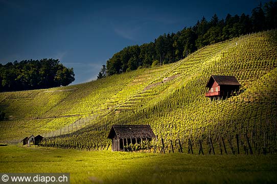 13194 - Photo Vigne Suisse almanique vers Kleinandelfingen zrich