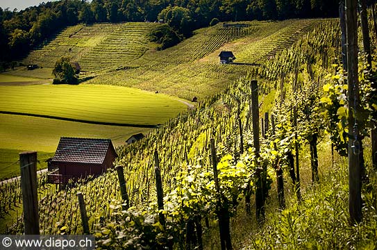 13195 - Photo Vigne Suisse almanique vers Kleinandelfingen zrich
