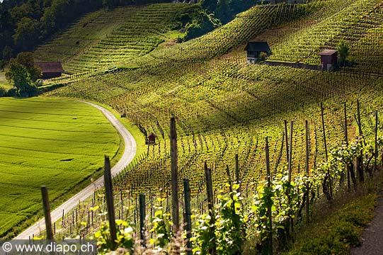 13196 - Photo Vigne Suisse almanique vers Kleinandelfingen zrich