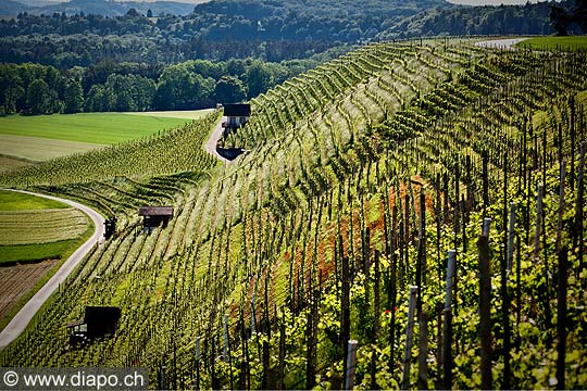 13197 - Photo Vigne Suisse almanique vers Kleinandelfingen zrich