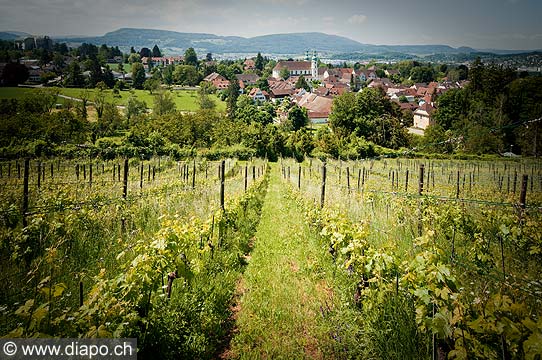13199 - Photo arlesheim Ble-Campagne Suisse, almanique, vignoble, vin, wein, wines