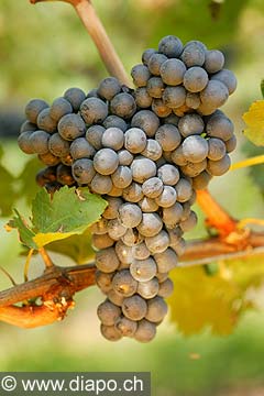 2421 - humagne rouge