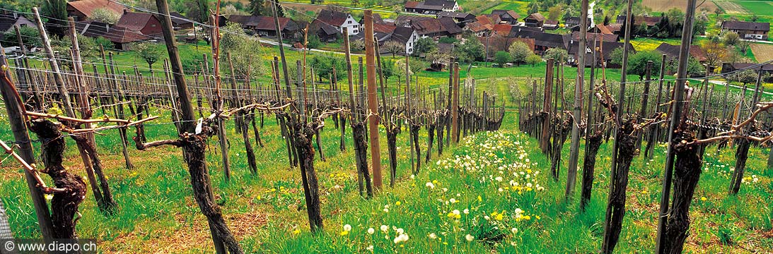 2789 - Le vignoble thurgovien,prs de Weinfelden.