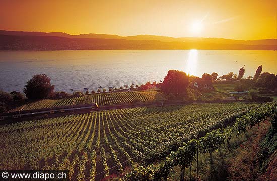 2791 - Sur le lac de Zurich.