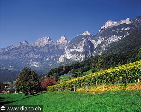 2800 - Des vignes au bord du lac de Walenstadt et le massif des Churfisten.