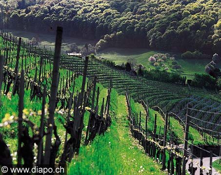 2802 - Prs de Baden (AG).