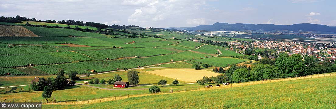 2803 - Hallau, le plus grand vignoble dun seul tenant de Suisse orientale(SH).