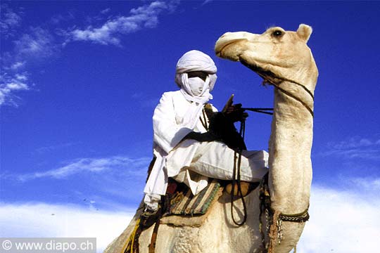 3216 - le touareg et son chameau