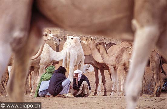 3218 - March aux chameaux