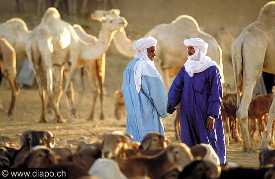 3235 - Marché aux chameaux