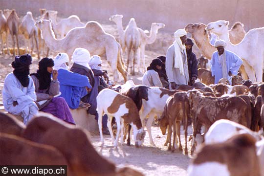 3237 - Marché aux chameaux