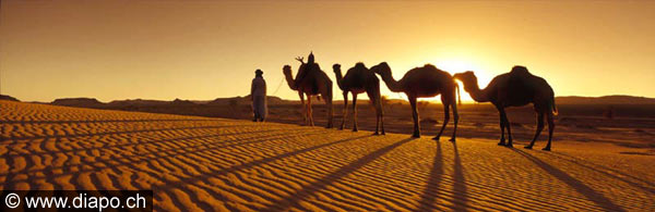 3342 - La caravane de chameaux