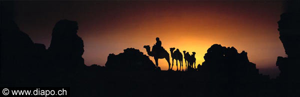 3346 - Chameaux   Maratrat