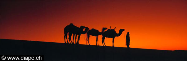 3356 - Chameaux au coucher du soleilLe lac d'Um-Al-Ma