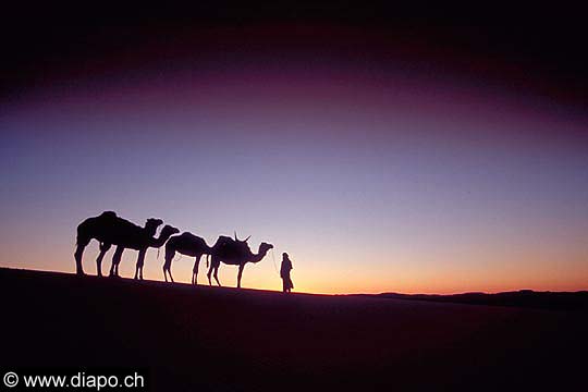 3360 - Chameaux sur la dune