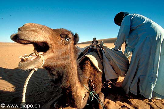 3363 - Le cri du chameau