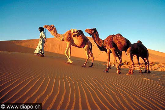 3364 - Le nomade et ses chameaux