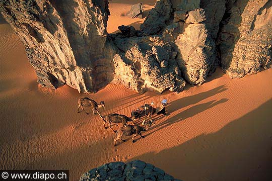 3365 - La route des chameliers