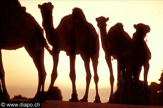 3367 - Chameaux