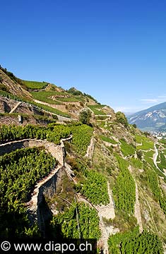 3586 - Valais - Sion - Mont d'Or