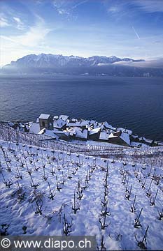 4368 - Lavaux, Saint-Saphorin
