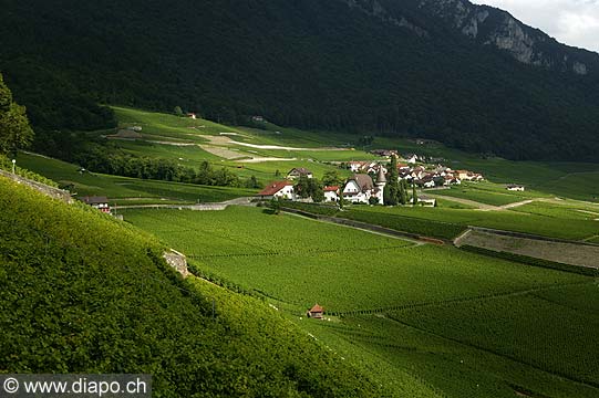 4498 - Suisse - Yvorne dans le Chablais