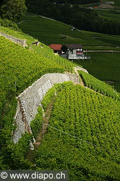 4499 - Suisse - Yvorne dans le Chablais - Clos du Rocher
