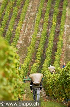 4671 - Vendanges sur la Cte